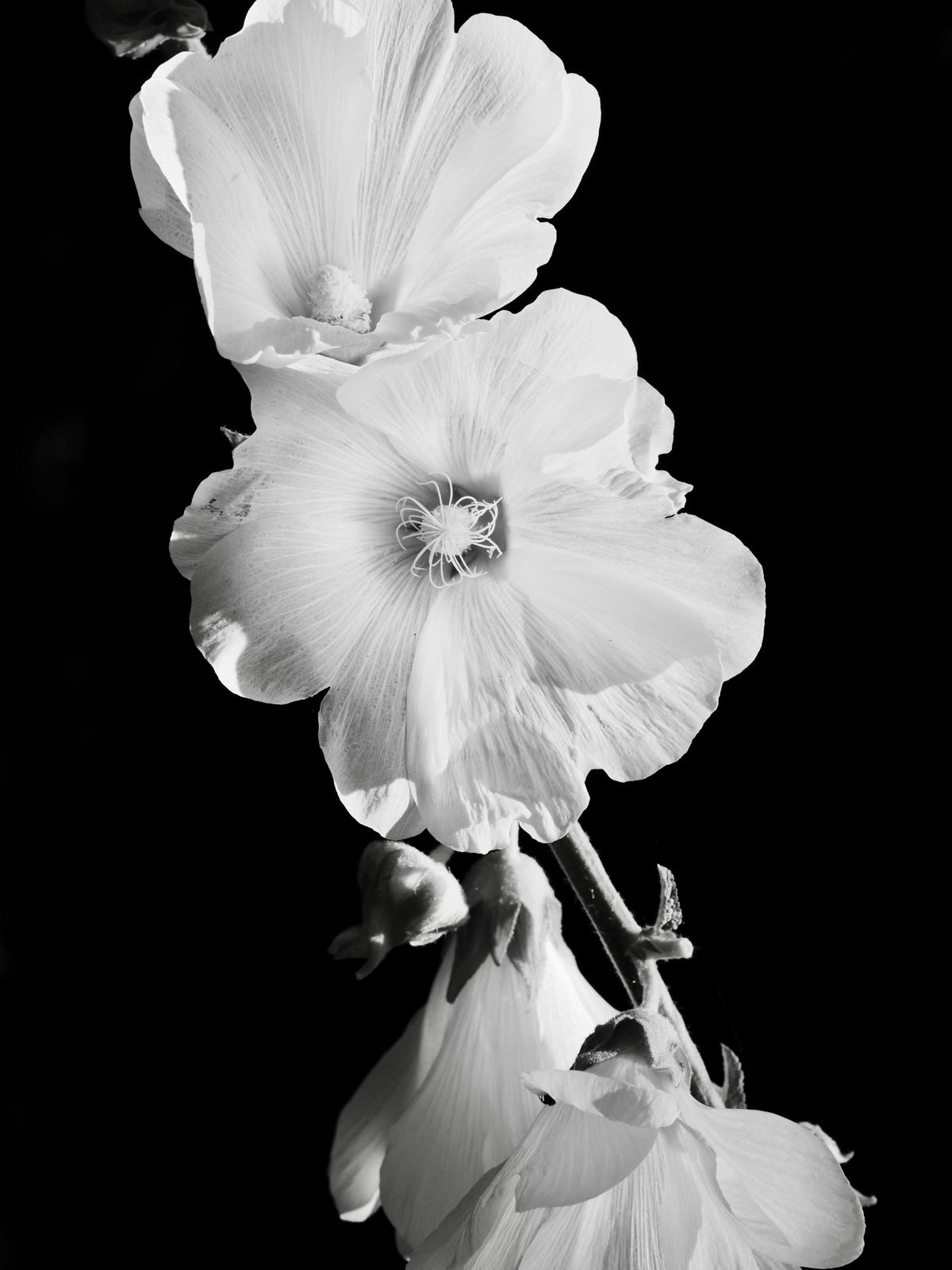 sebastian schuster n13s6zcvk6Y unsplash